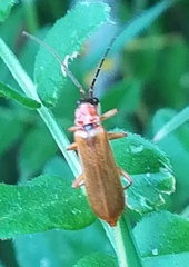 Rhagonycha nigriceps