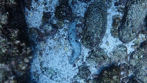 Holothuria atra observed 2026-10-23