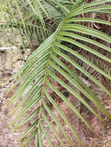 Pteris vittata observed 2026-10-24