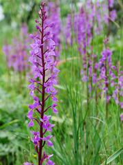 Orchis mascula laxifloriformis