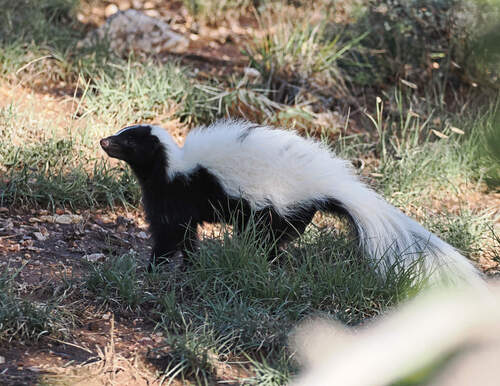 Striped Skunk