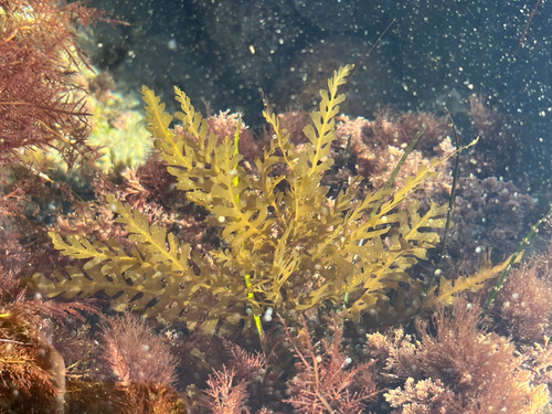 Sargassum observed 2026-10-25