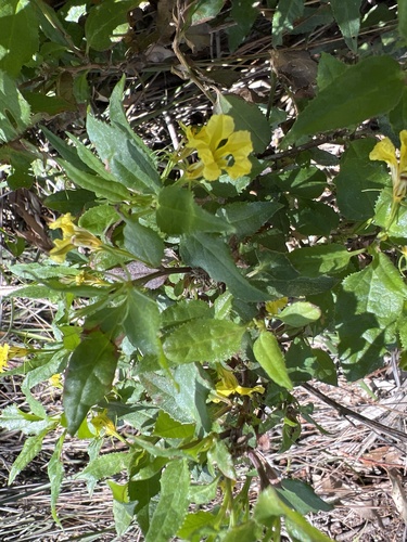 Goodenia ovata observed 2026-10-26