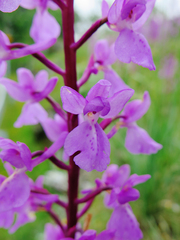 Orchis mascula laxifloriformis