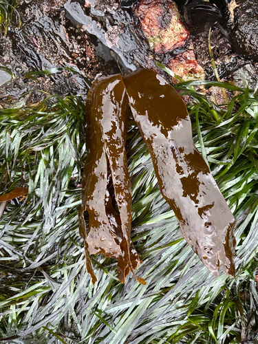 Hedophyllum sessile observed 2026-10-24