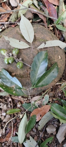 Lithocarpus observed 2026-10-26