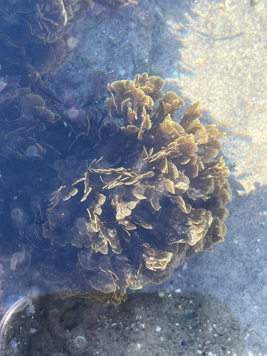 Zonaria farlowii observed 2026-10-25