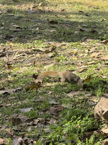 Callosciurus, 2026-10-26