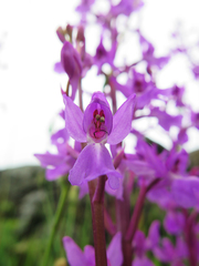 Orchis mascula laxifloriformis