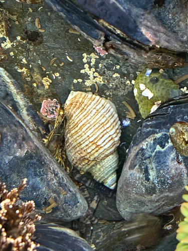Nucella canaliculata observed 2026-10-24