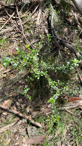 Bursaria spinosa observed 2026-10-26
