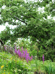 Orchis mascula laxifloriformis