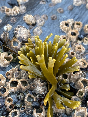Pelvetiopsis limitata observed 2026-10-24