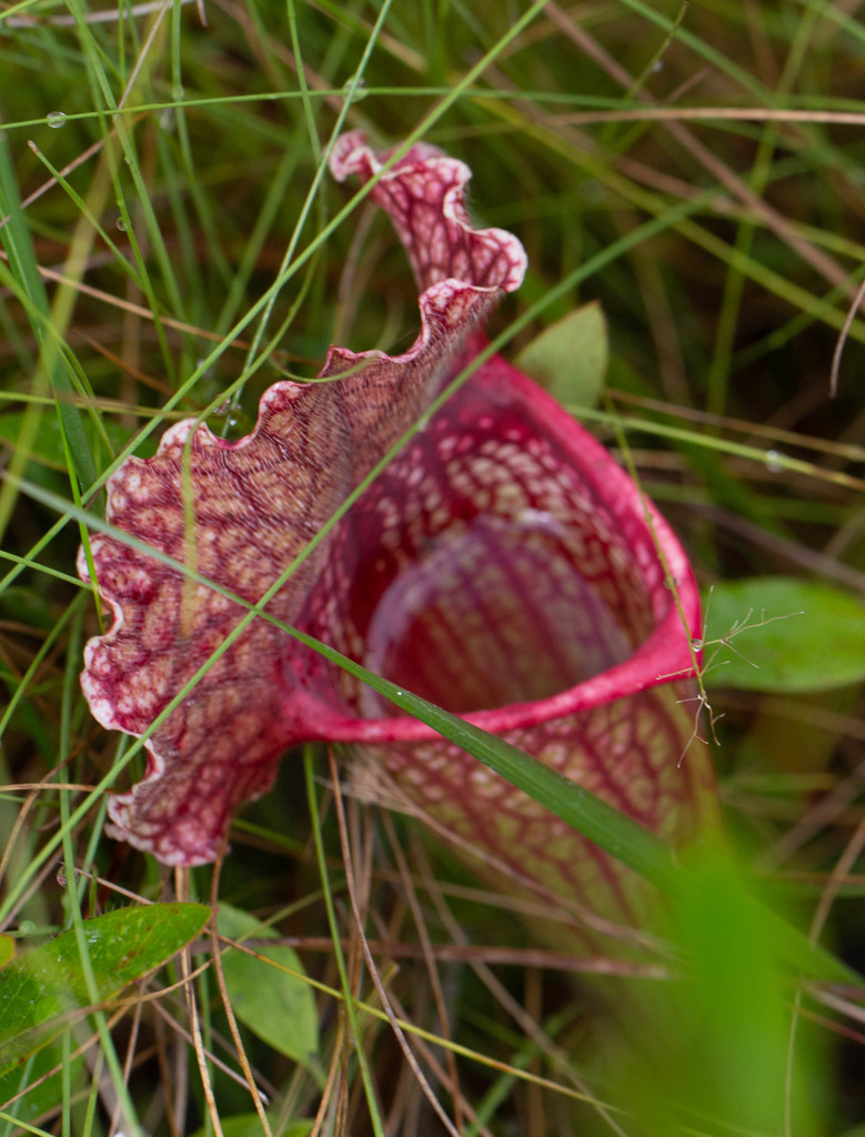 Mitchell's Pitcher Plant