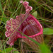Mitchell's Pitcher Plant - Photo (c) Jessica, some rights reserved (CC BY), uploaded by Jessica