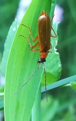 Rhagonycha nigriceps