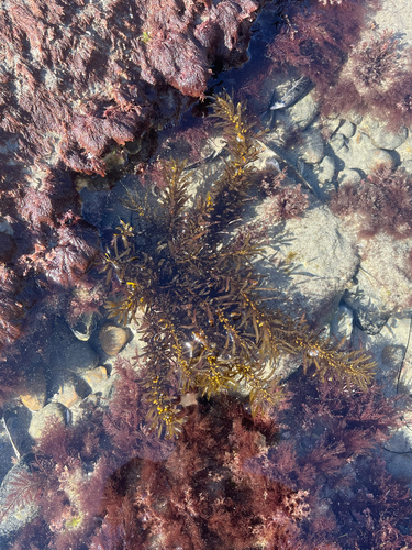 Sargassum observed 2026-10-25