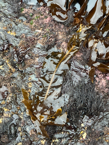 Alaria marginata observed 2026-10-24