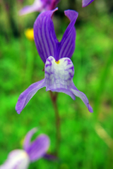 Linaria incarnata