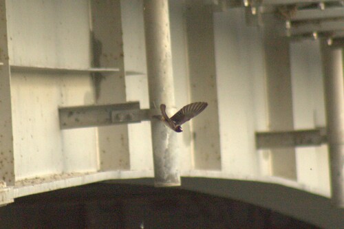Cliff Swallow
