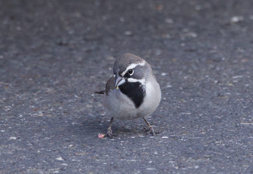 Black-throated Sparrow