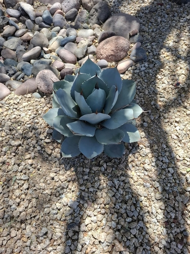 Parry's agave