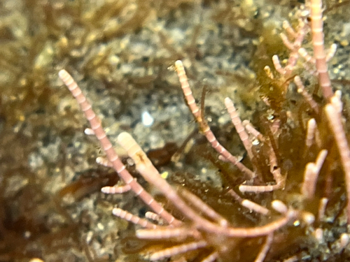 Lithothrix aspergillum observed 2026-10-25