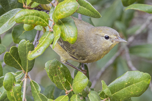 Orange-crowned Warbler