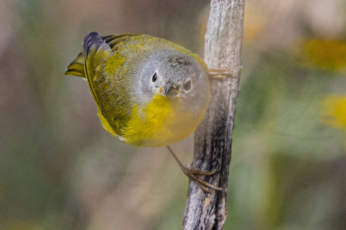 Nashville Warbler