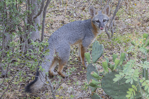 Gray Fox