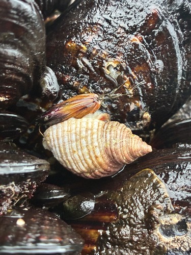 Nucella canaliculata observed 2026-10-24