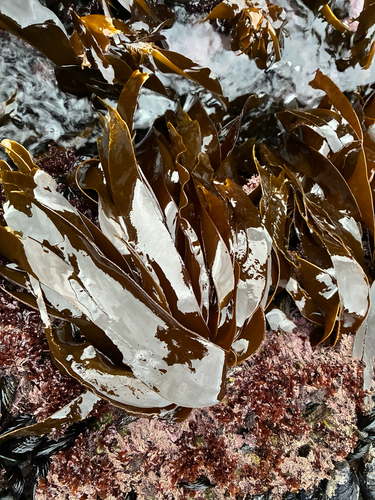 Hedophyllum sessile observed 2026-10-24