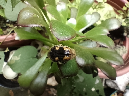mayate de la calabaza