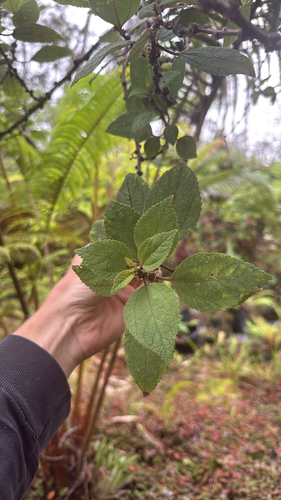 Pipturus albidus, 2026-10-25