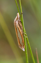 Crambus satrapellus