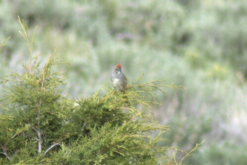 Green-tailed Towhee