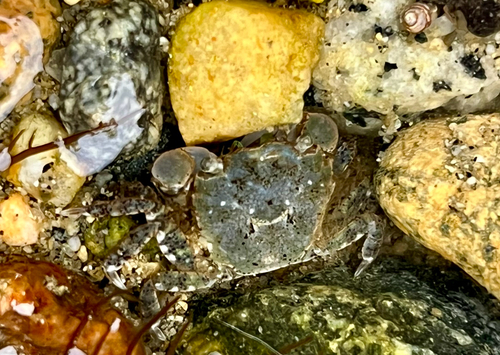 Hemigrapsus oregonensis, 2026-10-25