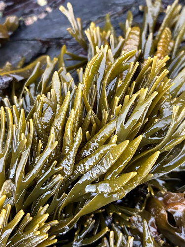 Pelvetiopsis limitata observed 2026-10-24