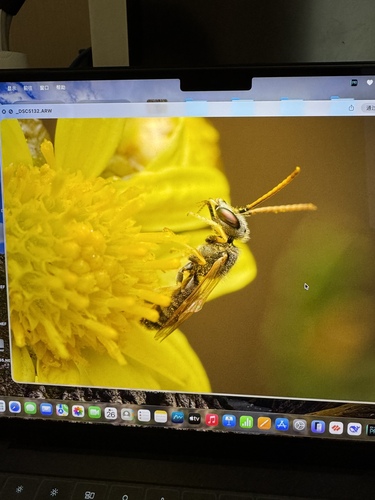 Halictus observed 2026-10-25