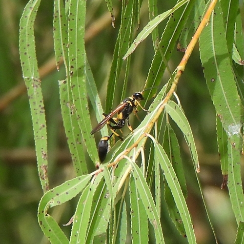 Yellow-legged Mud-dauber Wasp