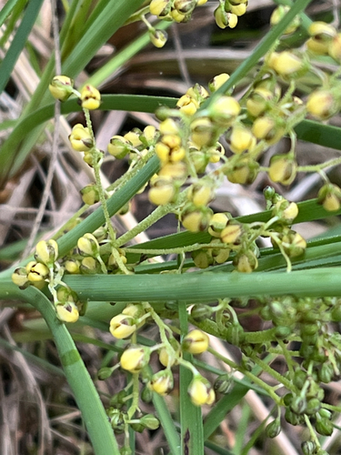 Lomandra filiformis observed 2026-10-26