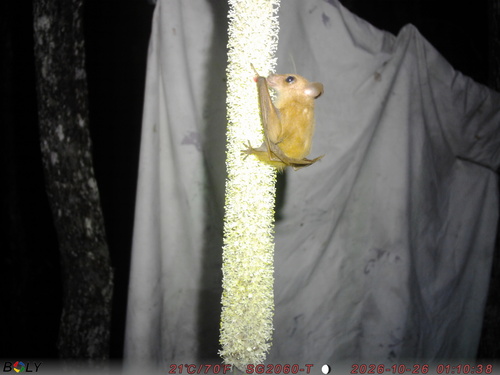 Syconycteris australis observed 2026-10-26