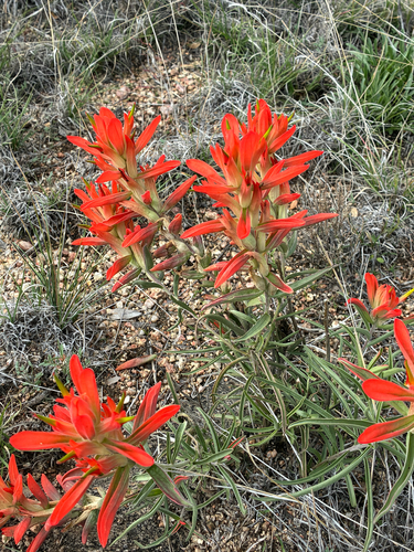 Wholeleaf Paintbrush