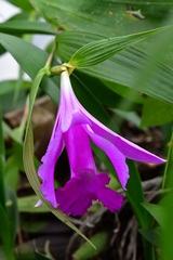 Sobralia macrantha