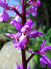 Orchis mascula laxifloriformis