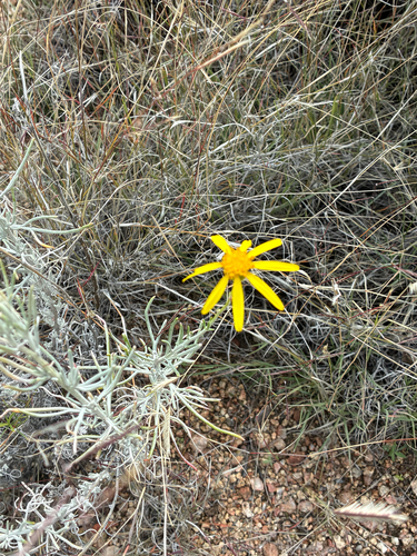 threadleaf groundsel