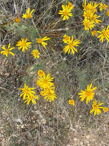 Cut-leaf Ironplant