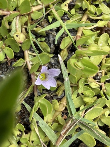 Bacopa monnieri observed 2026-10-25