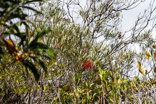 Grevillea meisneri observed 2026-10-24