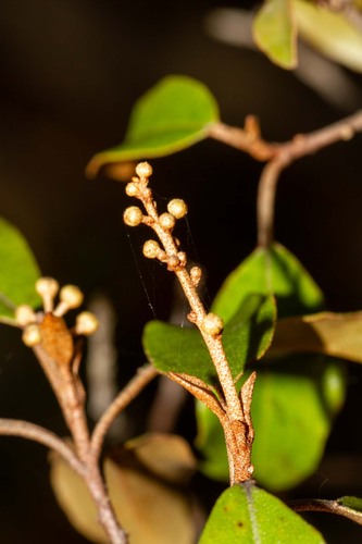 Croton insularis observed 2026-10-24